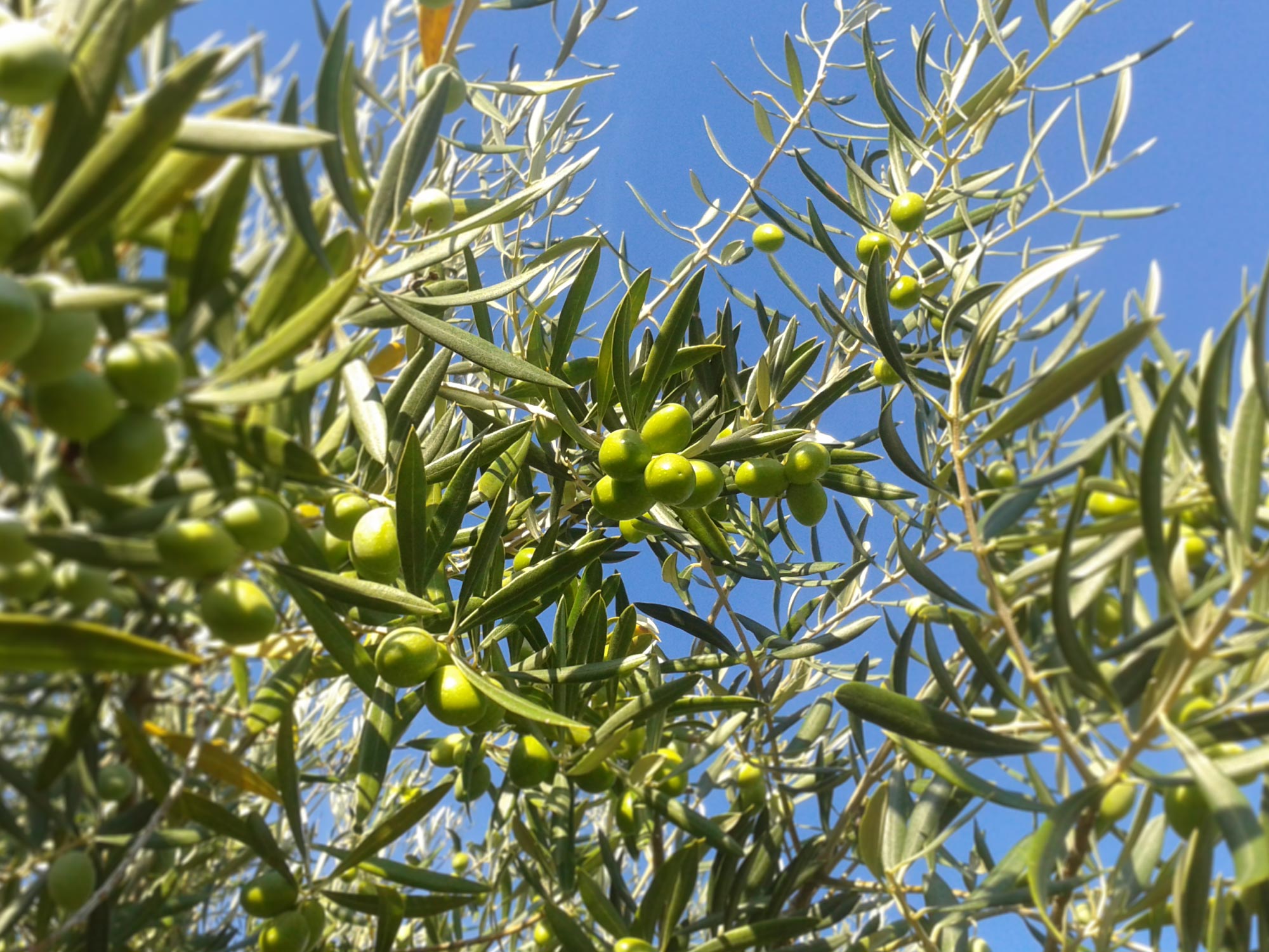 oliveira